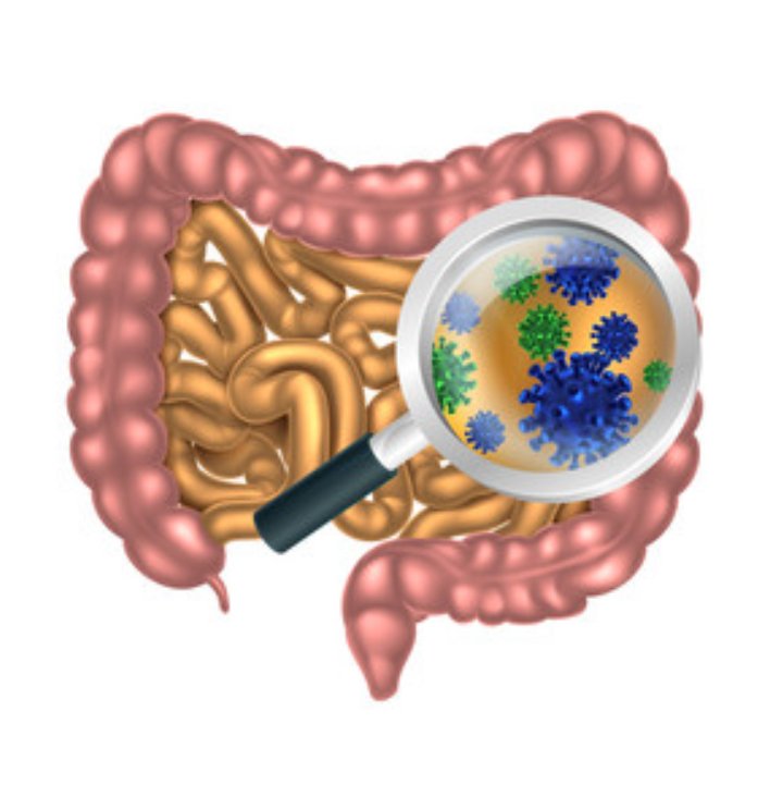 Intestine - Stuart Community